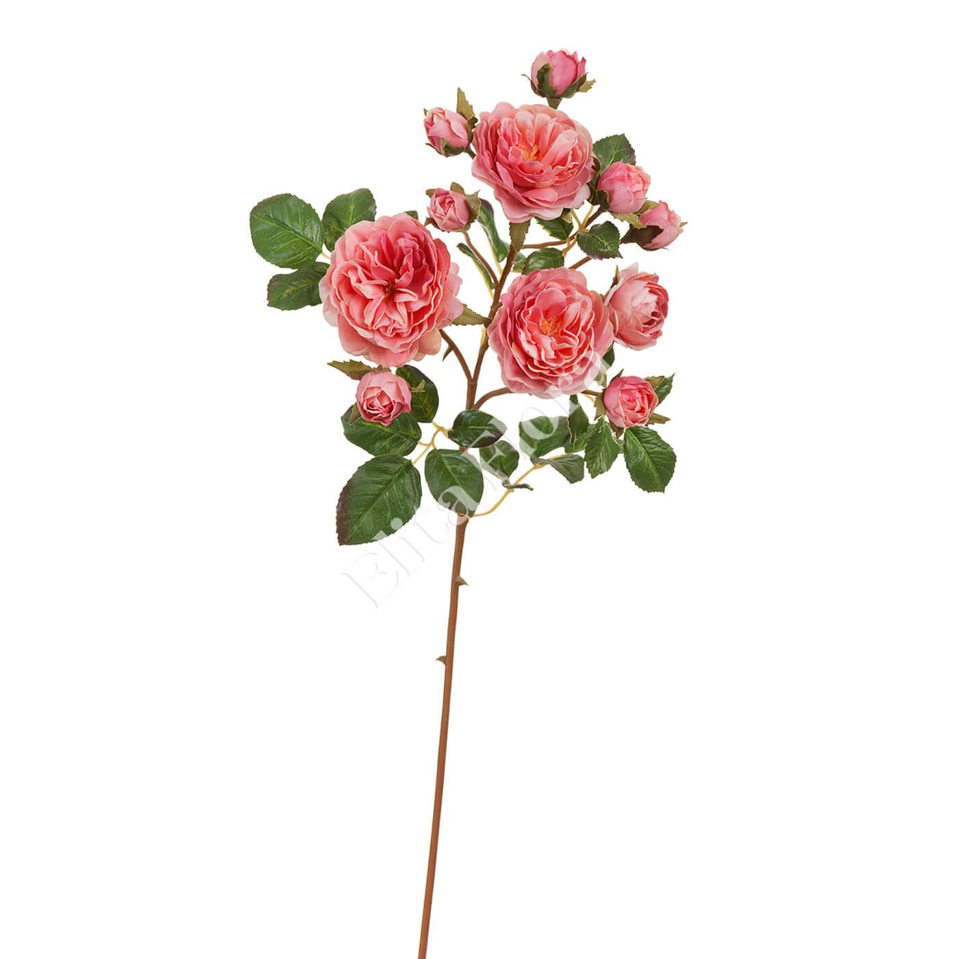 Ветка кустовой розы